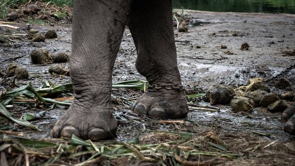 象のキャンプで鎖状の象の近くの足. - 写真・画像