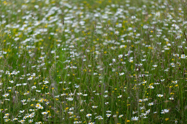 Carpet of ox-eye daisy (Leucanthemum vulgare) flowers on a summer glade. Carpet of summer flowers in the meadow. Mass flowering of Leucanthemum vulgare. - Photo, Image
