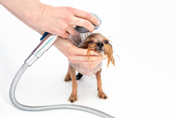 Lavando un perrito Yorkshire terrier bajo una ducha. Aseo. - Foto, imagen