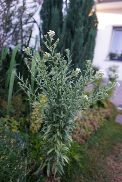 Berteroa incana es una especie de planta fanerógama perteneciente a la familia Brassicaceae. Sus nombres comunes incluyen alisa alisa, falsa hierba loca, berteroa alada, y alisado alisado. Berlín, Alemania   - Foto, Imagen