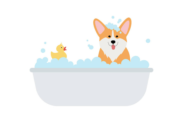 Cute corgi dog taking a bath full of soap foam. Grooming concept. Ginger puppy wash in bathroom. Yellow rubber duck in bathtub. Vector illustration in cartoon flat style isolated on white background. - Vettoriali, immagini