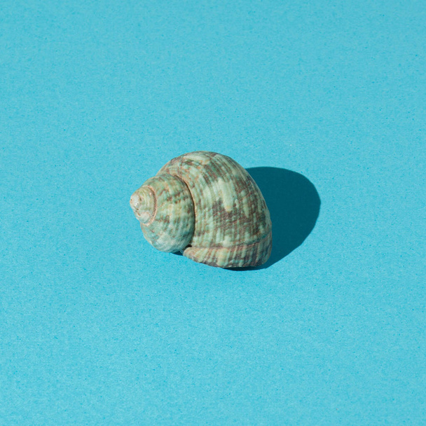 seashell on blue background. minimal summer abstract art. minimalism - Foto, Bild