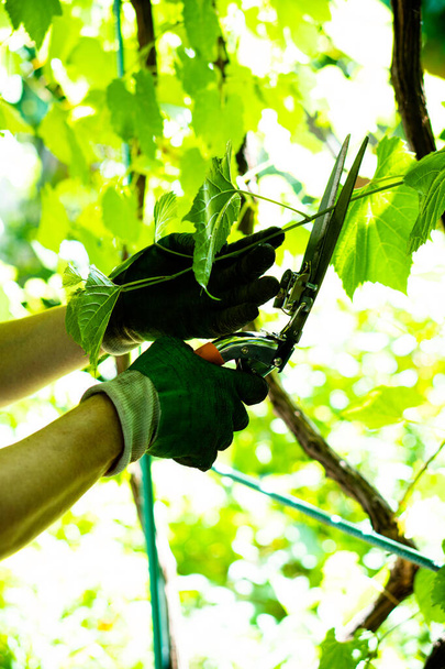 Садівник руки в рукавичках обрізка винограду
 - Фото, зображення