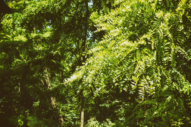 Acacia blad textuur op blauwe lucht achtergrond - Foto, afbeelding
