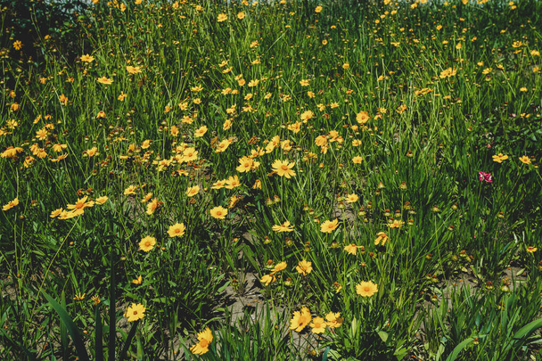 Луг цветущего желтого кореопсиса Ланцеолата - Фото, изображение