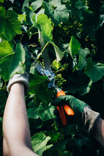 Gardener mans hands in gloves pruning grapes - 写真・画像