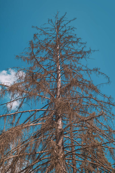 abeto seco em um fundo de céu azul - Foto, Imagem
