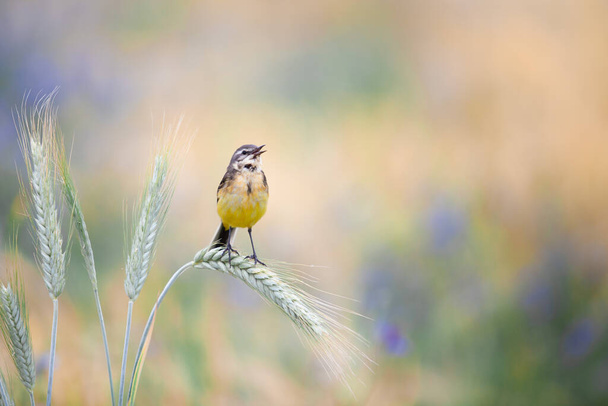 Yellow wagtail bird singing on a ear of rye in the morning. Sunrise in the rye field with blue cornflowers. Good morning concept. - Photo, Image