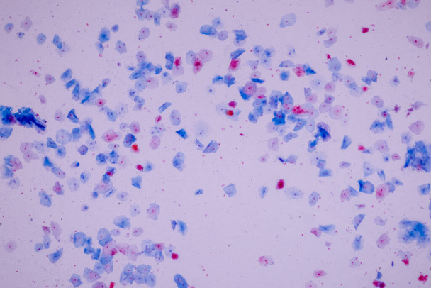Próbka histologiczna Komórki nabłonka płaskiego pod mikroskopem, - Zdjęcie, obraz