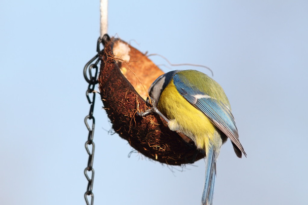 hungry blue tit feeding on lard coconut - Photo, Image