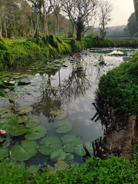 Ein wilder Lotusteich umgeben von Bäumen in einem Regenwald in den Tropen - Foto, Bild