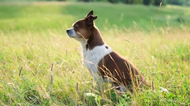 Küçük chihuahua köpeği yaz günü gün batımında oturur.  - Video, Çekim