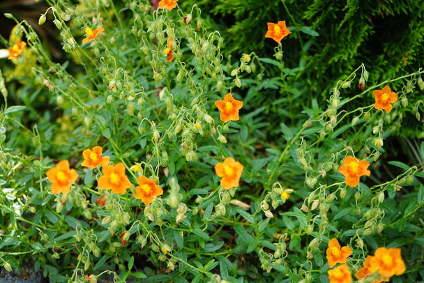Helianthemum Hybride `Bronceteppich` in the garden in June. Helianthemum, rock rose, sunrose, rushrose, or frostweed, is a  species of flowering plants in the family Cistaceae. Berlin, Germany  - Photo, Image