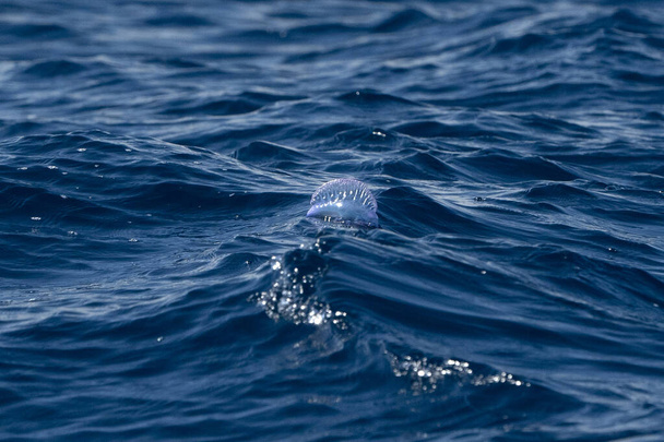 Дельфин Риссо в водах Атлантического океана - Фото, изображение