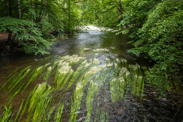 Bloeiende plant van de rivierwaterklokvoet, Ranunculus fluitans in de Wuerm, Leutstetten bij Starnberg, Beieren, Duitsland - Foto, afbeelding