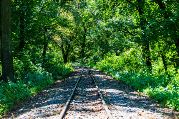 railway tracks in the forest - Foto, afbeelding