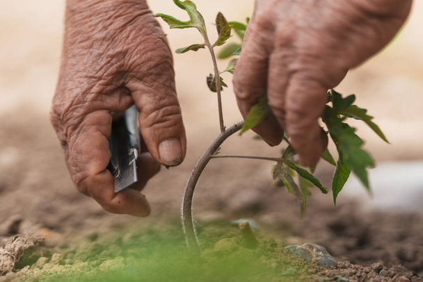 ältere Person, die eine Tomatenpflanzenverwaltung durchführt. Selektiver Fokus. - Foto, Bild