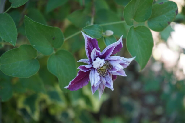 Clematis 'Piilu' kukkii kesäkuussa puutarhassa. Clematis on noin 300 lajin suku Leinikki-heimossa, Ranunculaceae. Berliini, Saksa  - Valokuva, kuva