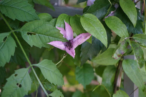 Avec une couleur délicate et violette et un charme nostalgique, la Clematis 'Hagley Hybrid' respire le calme et l'équilibre qui affectent tout le jardin. Berlin, Allemagne  - Photo, image