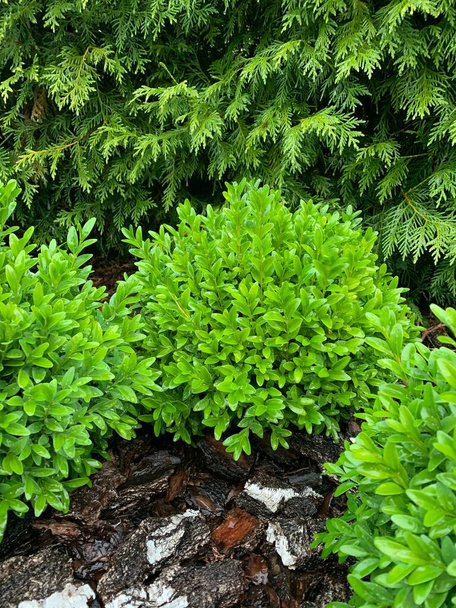 Arbusto de boj ornamental en el jardín. - Foto, imagen