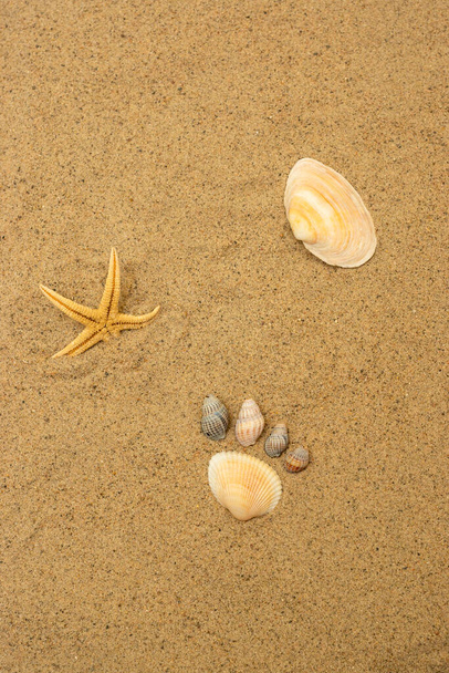 Nature morte coquillages sur sable de plage de station balnéaire tropicale, verticale - Photo, image