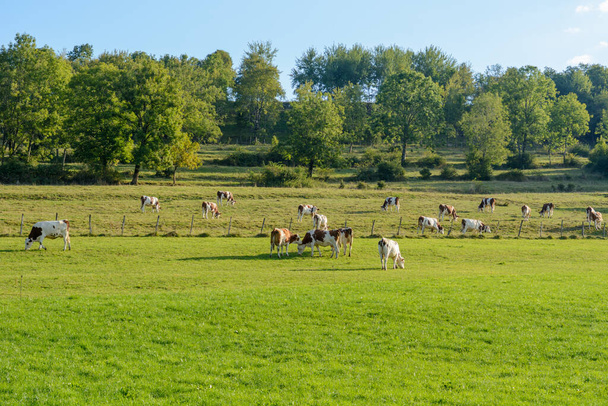 Mucche in un pascolo in Francia., Giura, Doubs. - Foto, immagini