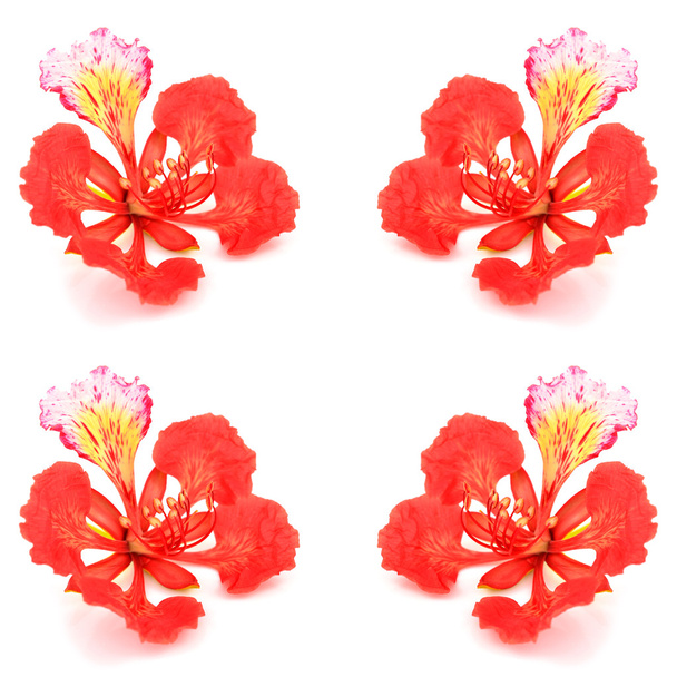 υπερηφάνεια των Μπαρμπάντος λουλούδι - Φωτογραφία, εικόνα