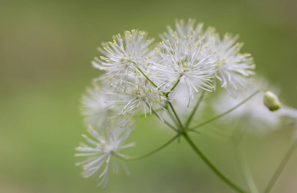 シベリアのコロンビンの牧草地- rue (Thalictrum aquilegiifolium)は、ラン科の開花植物の一種です。開花時の野生植物サリチウム水酸化物. - 写真・画像