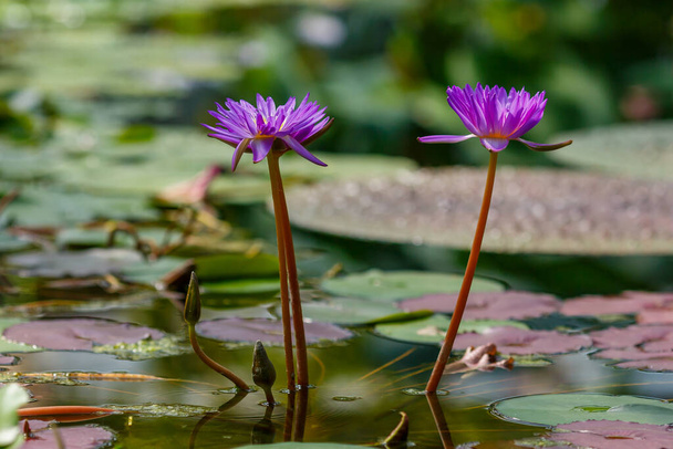 Нимфа фиолетовая, водяные лилии на пруду днем, крупный план - Фото, изображение