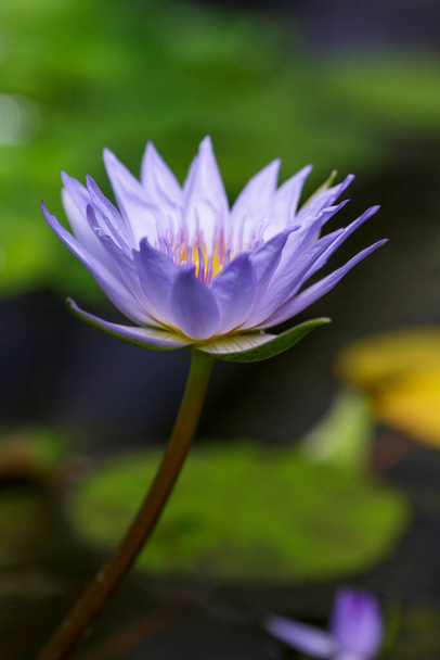 Nymphaea caerulea, blue lotus flower on pond at daytime, closeup - Fotó, kép