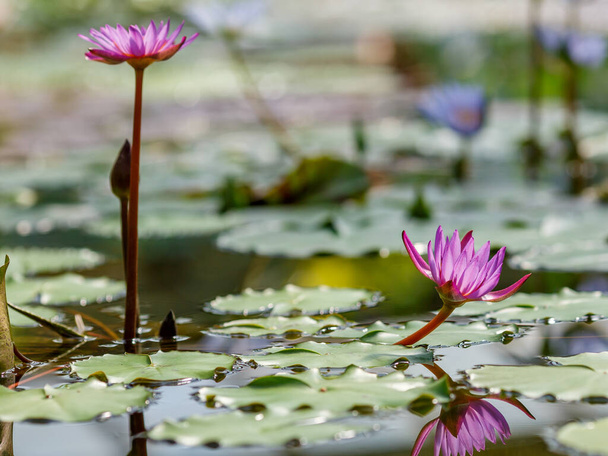 Nymphaea purple, water lilies on pond at daytime, closeup - Photo, Image