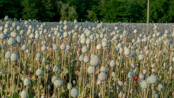 Poppy (Papaver somniferum) seed heads in the summer. The plant is also known as Breadseed or Opium poppy. - Zdjęcie, obraz