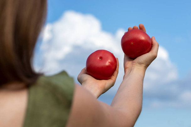 Kobieta trzyma dwa dojrzałe czerwone pomidory w dłoniach na tle nieba. Zdjęcie na zewnątrz, zbliżenie. - Zdjęcie, obraz