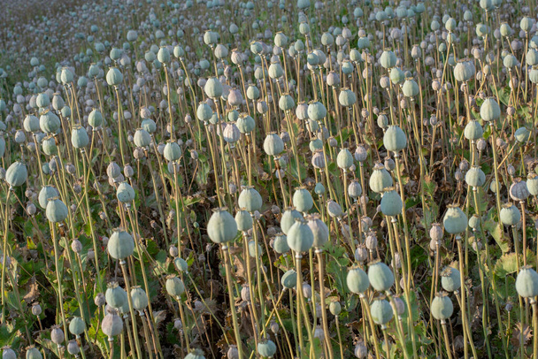 Poppy (Papaver somniferum) seed heads in the summer. The plant is also known as Breadseed or Opium poppy. - Valokuva, kuva