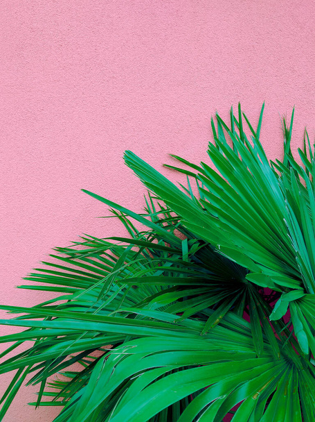 Fashion natural wallpaper. Palm on  pink wall. Minimalist aesthetic - Fotoğraf, Görsel