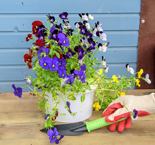 Τα χέρια των γυναικών στα γάντια κηπουρικής πρόκειται να φυτέψουν πολύχρωμα πανσέδες. Ανοιξιάτικη - Φωτογραφία, εικόνα