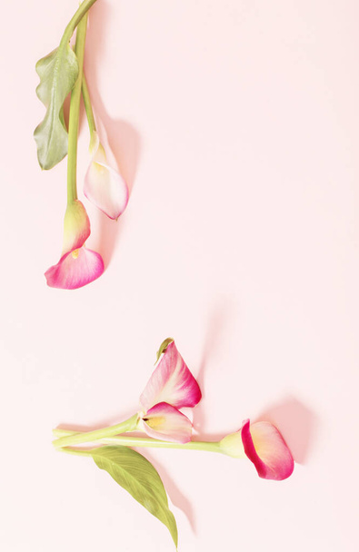 beautiful flowers of calla lily on paper background - Φωτογραφία, εικόνα