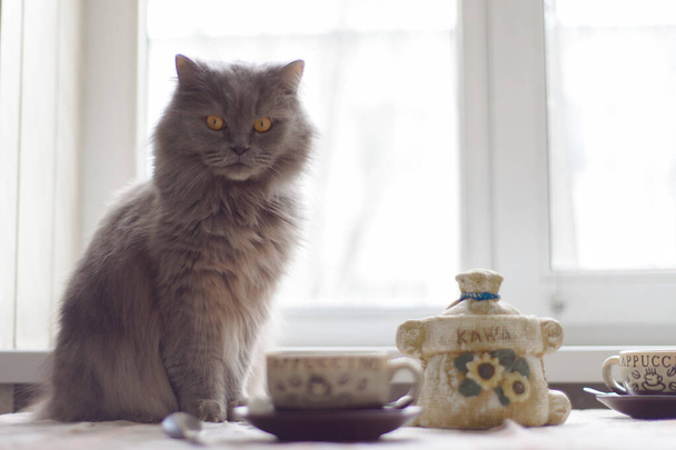 eine graue flauschige britische Katze mit gelben Augen sitzt auf der Fensterbank vor einem servierten Frühstückstisch - Foto, Bild