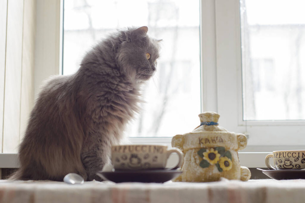 een grijze pluizige Britse kat met gele ogen zit op de vensterbank voor een ontbijttafel - Foto, afbeelding