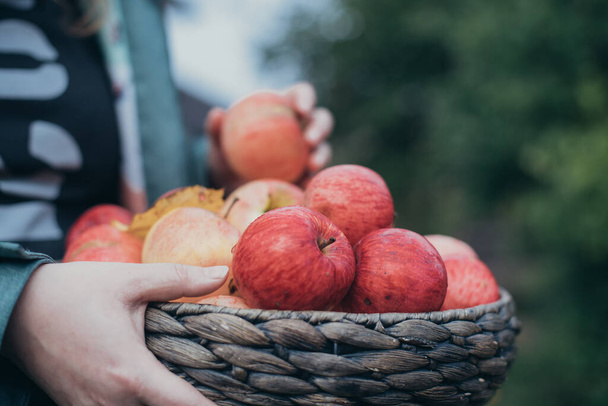 Basket with ripe red apples in the hands. Close-up - Fotoğraf, Görsel