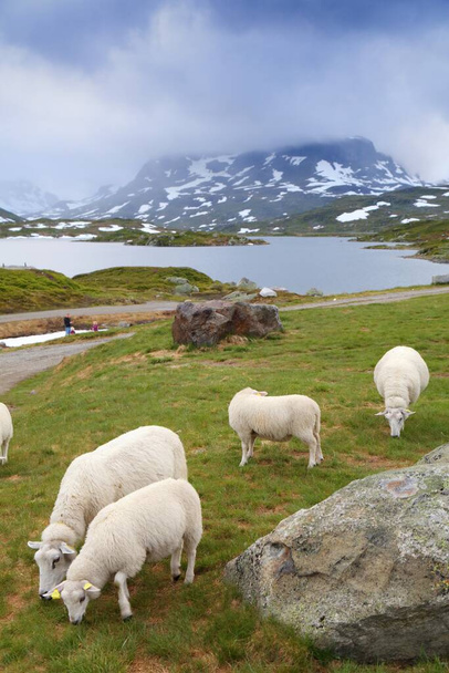Sheep grazing in Norway mountains. Haukeli mountains in Vestfold og Telemark region. - Foto, afbeelding