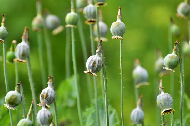In a neglected area of the garden immature poppy heads, from which addicts extracted opium - Photo, Image