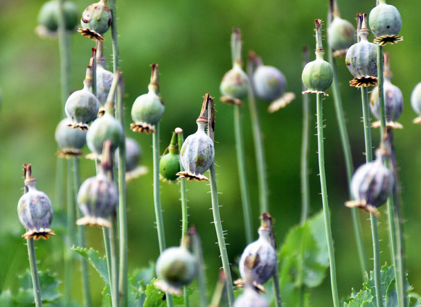 In a neglected area of the garden immature poppy heads, from which addicts extracted opium - Photo, Image