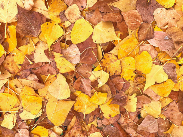 Gelbe Blätter. - Foto, Bild