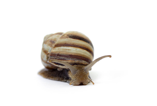 snail ανιχνεύσουμε σε ένα λευκό φόντο γκρο πλαν, επιλεκτική εστίαση. - Φωτογραφία, εικόνα