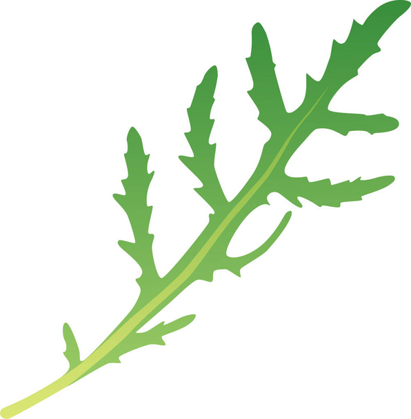 arugula food greenery icon in smooth style - Vector, Image