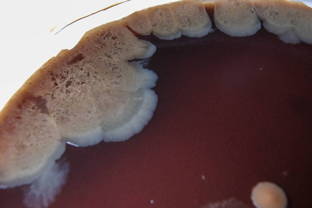 макро фото росту грибів на пластині агару шоколаду
 - Фото, зображення