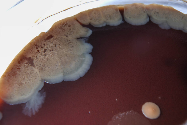 makro zdjęcie wzrostu grzybów na płytce agaru czekoladowego - Zdjęcie, obraz