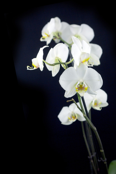 white orchid - 写真・画像