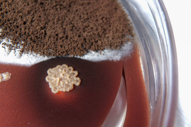 macro photo of fungi growth on chocolate agar plate - Photo, Image